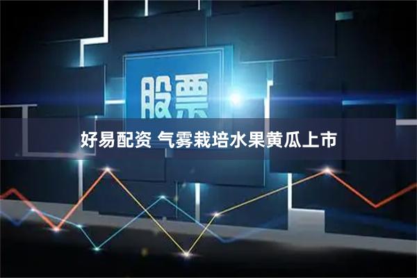 好易配资 气雾栽培水果黄瓜上市
